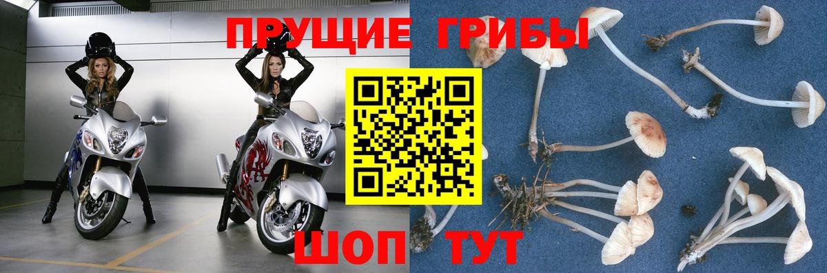 Дивногорск  Псилоцибиновые грибы прущие грибы  Вход с VPN 